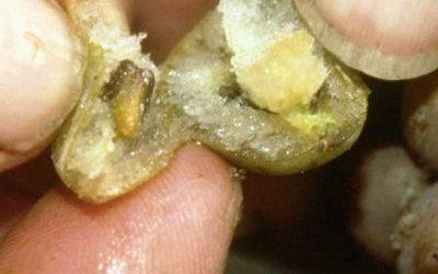 Eisweinlese 2023 – die wichtigsten Facts