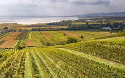 Österreichs Winzer zufrieden mit Jahrgang 2023