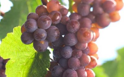 And the winner is: Grauburgunder!