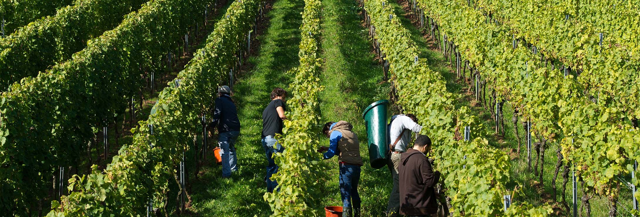 Weinlese Credit: DWI, deutscheweine.de